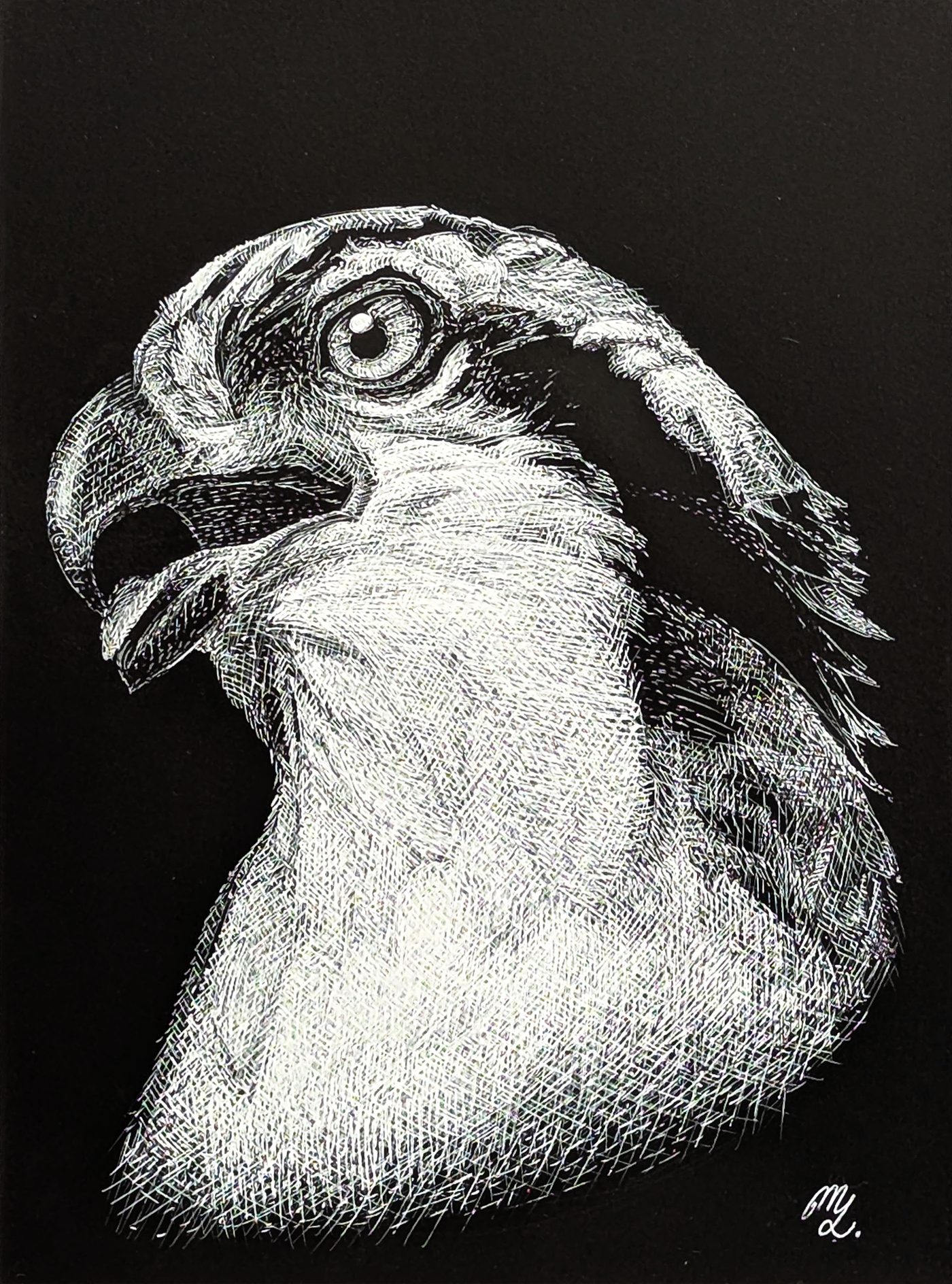 Screeching Osprey Portrait